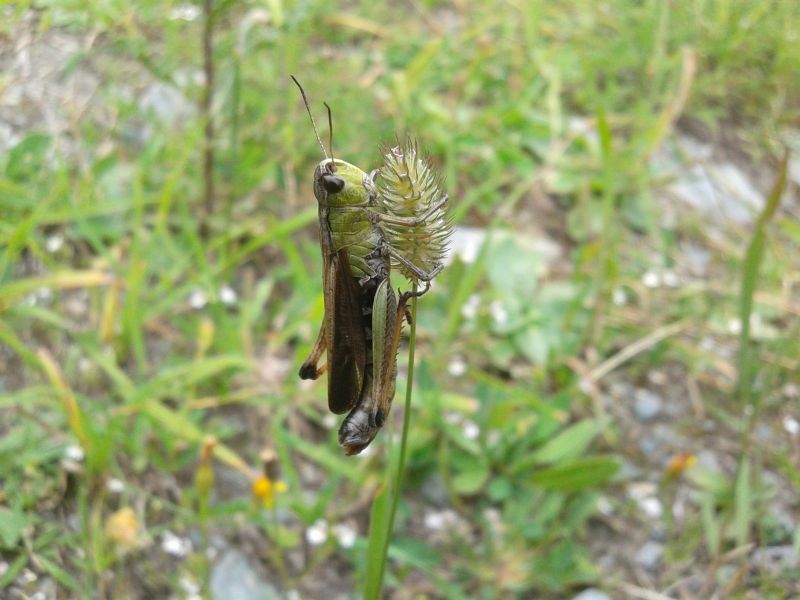 Acridiidae parassitato da fungo